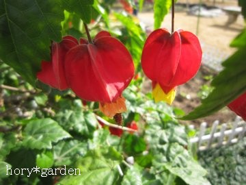 �����ڂ͉ĉԂ���ˁ`�B�B�B