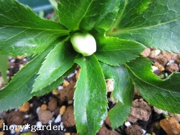 �Q���ɂ�ł��Ă�`