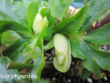 �ق�ق�A���������Q����t�`