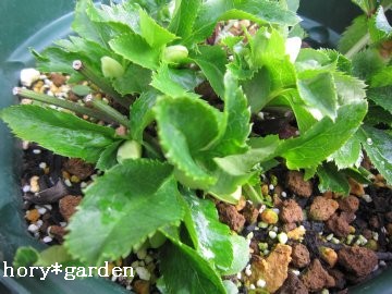 ����Ȃɕs�v�c�Ȃ��p�ł��������H