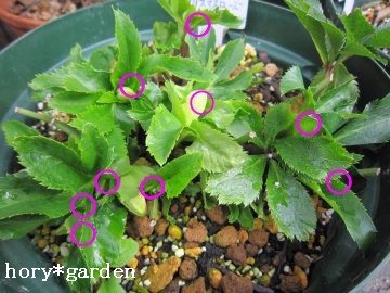 ����ȂɈ�t�Q�����ĂāA���ɂ��炫�����ł�