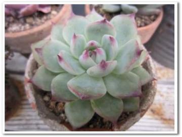 ���ŁA�����Y�H