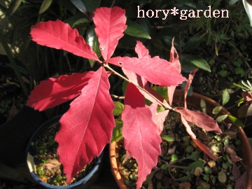 ���̍g���I�������`�����R�̂ǂ񂮂�傫���Ȃ�܂�����