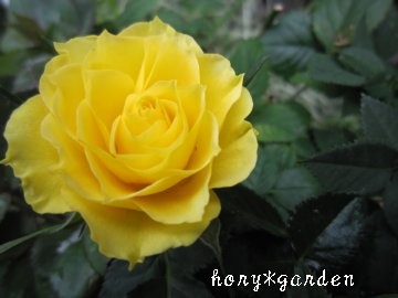 �؂₩���Y�킾�ˁB