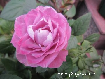 ��l���ۂ��ԐF�`