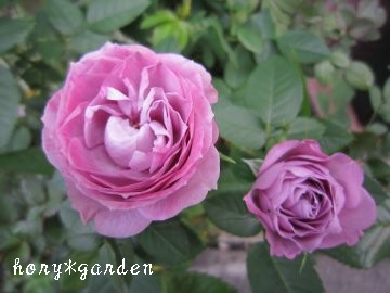 �{���͂���������ƃ��x���_�[�H�Ȃ񂾂��ǁE�E�E