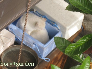 �I���������ɂ��낿�[��������