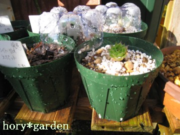 �Z���y���I�t�܂Ŋ撣�낤�ˁ�