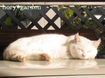 �����˂��c�j�̎�Ƃ����Ă�ƁA�l�Ԃ݂����Ȏd����Ȃ����Ă��܂Ɏv�����