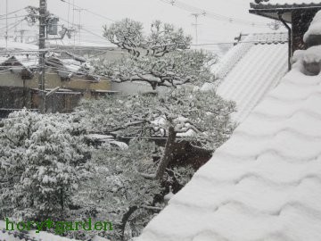 ���N���̐�i�F