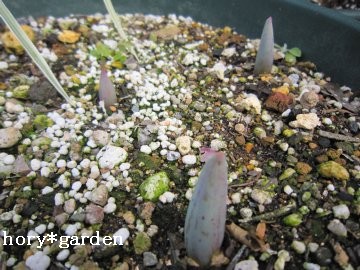 �`���[���b�v�̉肪�o���񂾂��ǁE�E�E�S���o�ĂȂ��񂾂�ˁ`