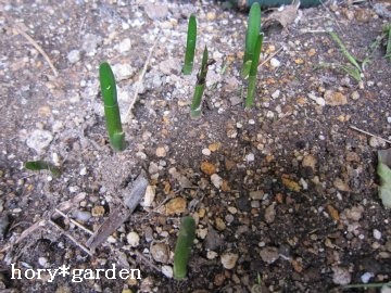 �X�m�[�h���b�v���o���o���ɍ炭�ƁA�n���߂��Č�������ˁ`