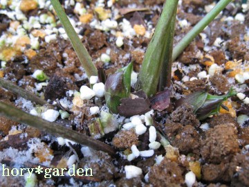 ���A����I�ԗ���́H�ǂ��ǂ��H�ǂ��Ȃ́H