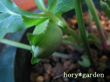 �O���[�������̃X�|�b�g��������ׂ��A����������Ƃ�������ώ@���Ă݂鎖�𐾂��܂���