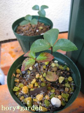 �g�t����̂��ȁH������Ɖ����Ȃ��A���̐ԁ�