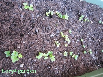 �~�؂̉肪�o����`�ł��A�������������H