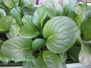 ������������ɑ傫���Ȃ��Ă鏬���؂���B