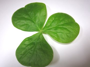 1���Ō��Ă�������Ȃ������`�A�@���͂͂�