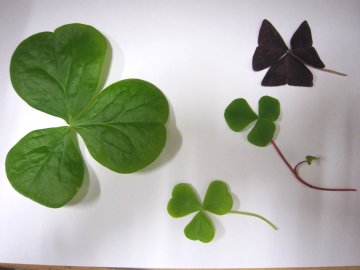 �ق�ق���A�傫�����S�R�Ⴄ�ł���U+203C