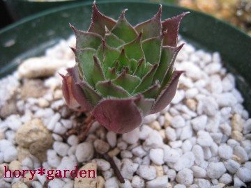 �����ɓ~���z���܂��悤�Ɂc���Ԃ𑝂₷�ɂ́c�n�[�h�����i�΁j