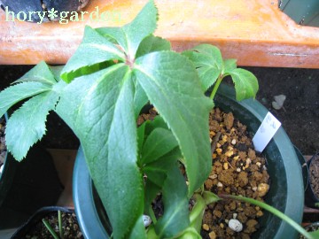 �e�����Ƃ��e�����Ƃ��c�ǂ���ӂŎg�����t��낤�c�����͎g�����ǁi�΁j