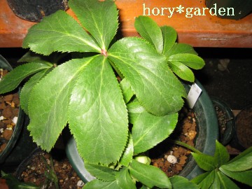 �Q�������B���������ˊ������ˁ�