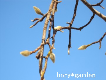 �R�u�V�̉�