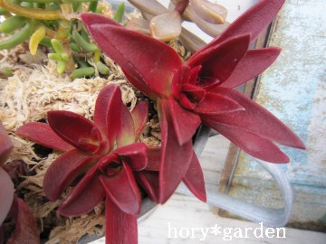 �ԋS��̍g�t�`