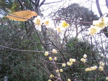 �Ō�̈�t�݂����i�΁j