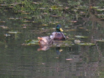 ���������炵�������A�Y�[���Ńp�V������