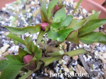 ���F�̃N������񂾂��`�H