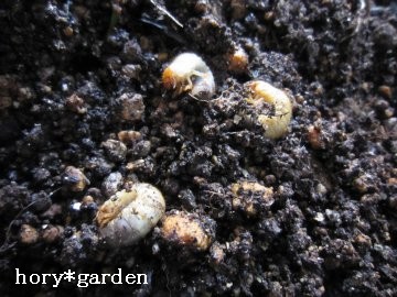 �R�K�l���V�̗c�����܂�������