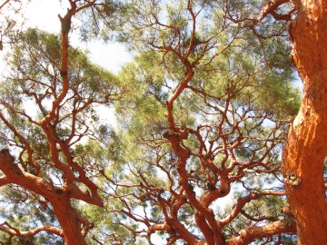 �R�R�̑O�Ƀg�C���������āc�g�C���x�e�ł����i�΁j