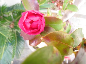 �����̒��ŁA�ۂۂ炫�n�߁c�������ȁB