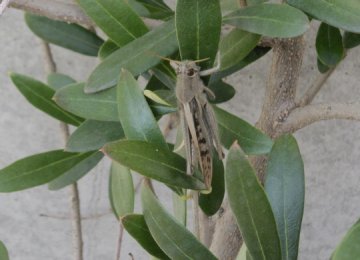 �I�[�E�}�C�E�S�b�g�I