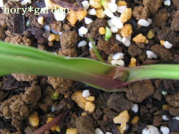 �t�̐����Ȃ��̂͂`�����c�ԉ�ł����ė~�����Ȃ��c�B