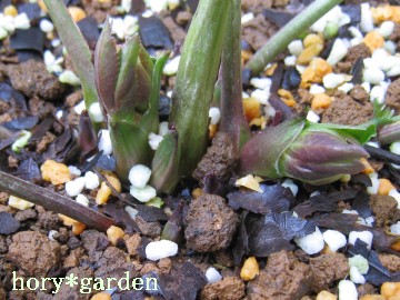 ���Ă闈�Ă��c�����I�×t�؂�A�܂����ĂȂ���c�B