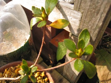 �c�̐S�̉ԉ肪�s���{�P�����āB