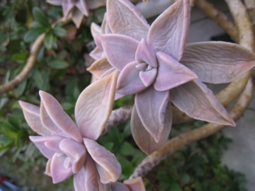 �Ȃ񂩁c�l�Ԃƈꏏ�c�Â��t�ق�ᰂ��[���Ȃ�c��������ˁc�ƎO�\�H�������B