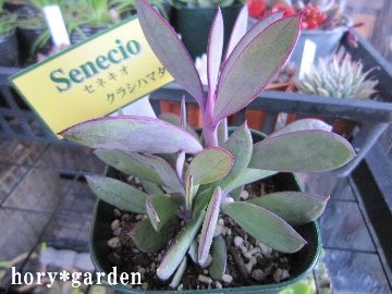 �����@�N���V�n�}�^�����ł��B