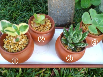 ���͂���܂�Ղ��Ղ����������͋��c�ł��i�΁j