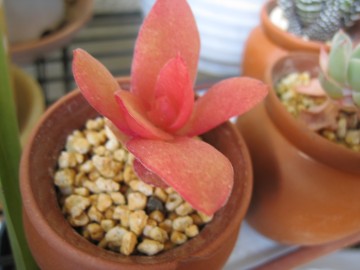 �����c�ق̉������������Ă���q�ł����i�΁j