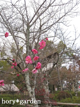 ���������΂ɂقЂ�������~�� ��Ȃ��Ƃďt��Y��ȁc�͂������ȁH