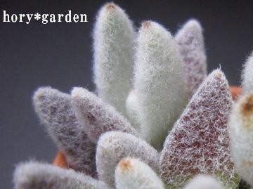 ���������`�Ƃ��Ăĉ����ł��傤�H