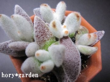 �t�F���g�ō���Ă�݂����ł���H