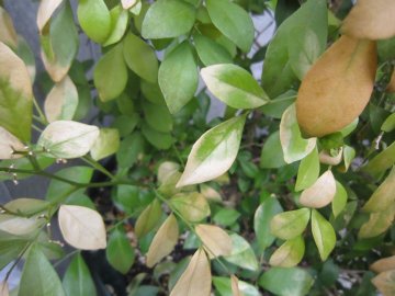 �V���N�W���X�~���E�E�E�͂ꂩ���ĂĐS�z�ł��B