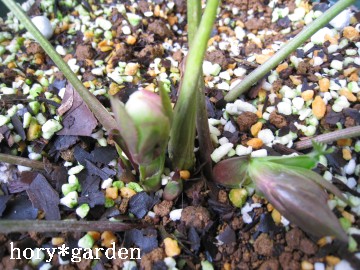 ���V�[�Y���́A�Ԃ��炢�����������ĂȂ��������ǁc���V�[�Y�����Q����c���������N���킟��