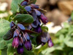 ����ȉԂ��炭�̂�ˁ`���ӂ�