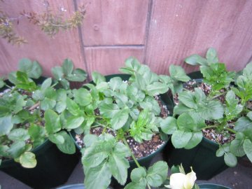 ���[�X�t�����[�̕c