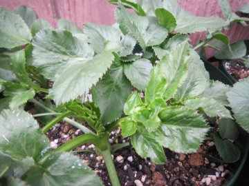 �t���ς����V���V���ĂČ��C�����ς��B